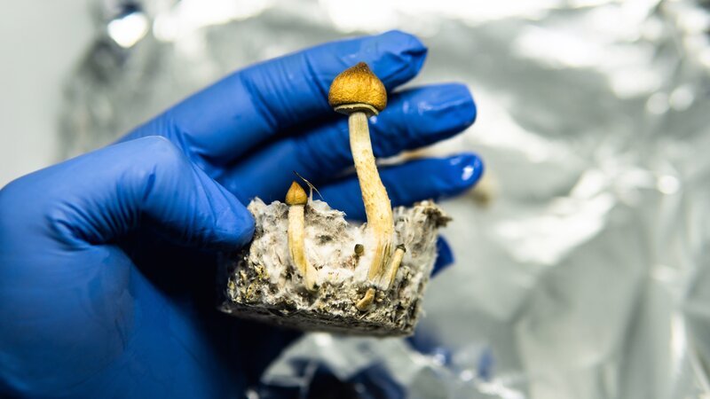 Stockfotografie Wirkung magischer Pilze auf das menschliche Gehirn und die psychische Gesundheit: lizenzfreie Fotos. – Bild: depsoitphotos