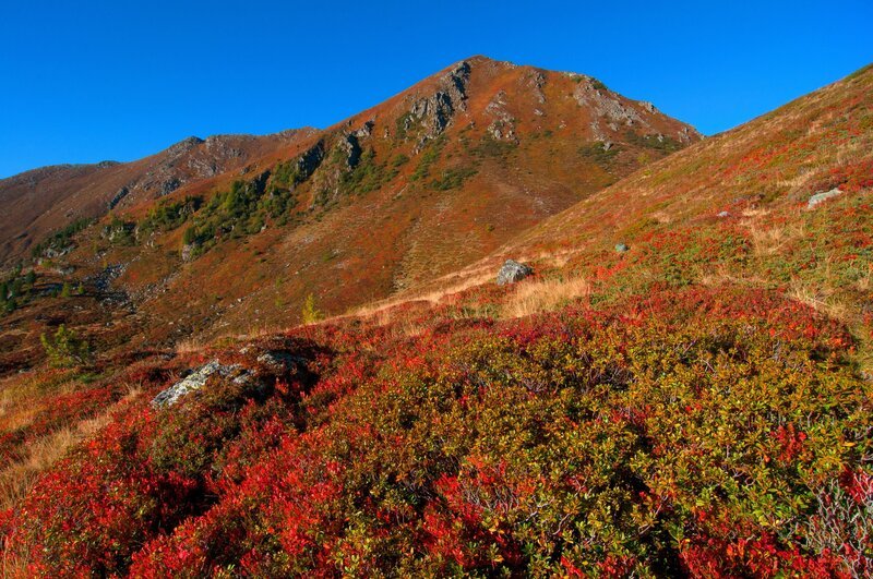 Herbst Schwarzbeerstauden. – Bild: ORF III