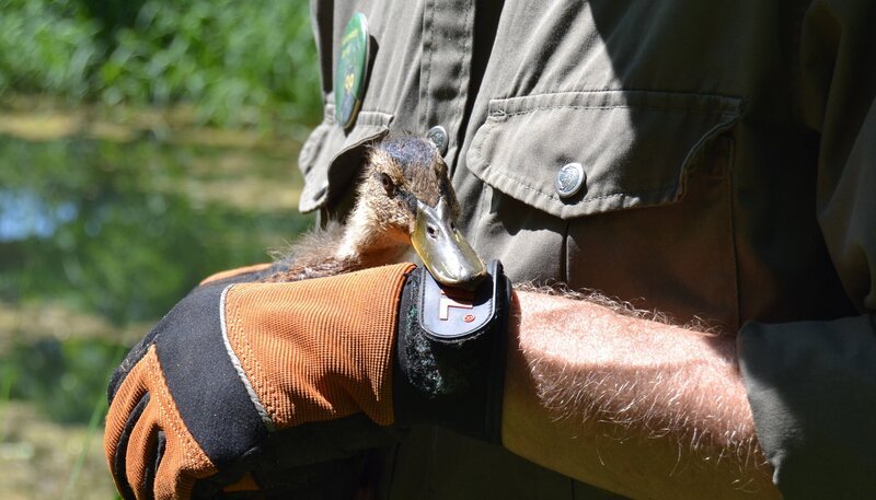 Berlin ist nicht nur voller Menschen und Autos, die Hauptstadt kann auch mit einer außergewöhnlich großen, tierischen Artenvielfalt aufwarten – mehr als 50 Säugetier- und rund 180 Vogelarten hat die Hauptstadt zu bieten. Dank ausgedehnter Grünflächen und vielen Gewässern finden immer mehr tierische Bewohner den Weg in die Stadt. Immer öfter kommt es zu spannenden Begegnungen mit Wildtieren. – NaturRanger Björn Lindner (Leiter der Naturschutzstation Marienfelde) hält eine junge Stockente im Arm. – Bild: rbb