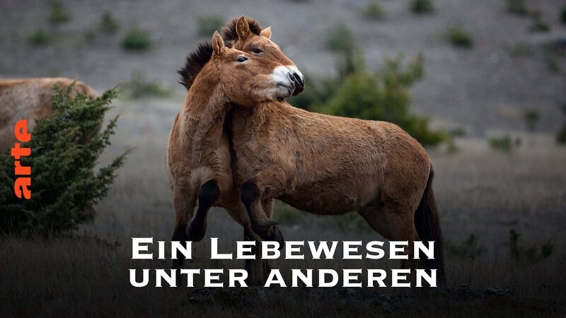  – Bild: Arte
