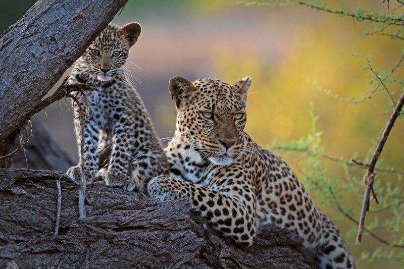 Leopard und Jungtier auf einem Baum, Mashatu-Wildreservat – Bild: Terra Mater Studios /​ Red Rock Films Int. /​ Wild Web Africa /​ Wim Vorster