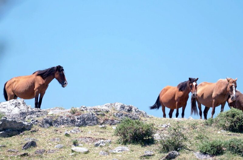 Die galicischen Pferde gehören zu den letzten wild lebenden Pferden Europas. – Bild: ARTE F /​ Elephant Doc