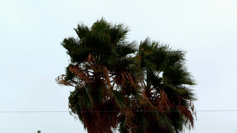 Die Blätter der Palme wiegen sich im Wind unter dem grauen Himmel – Bild: The Movie Database (TMDb)