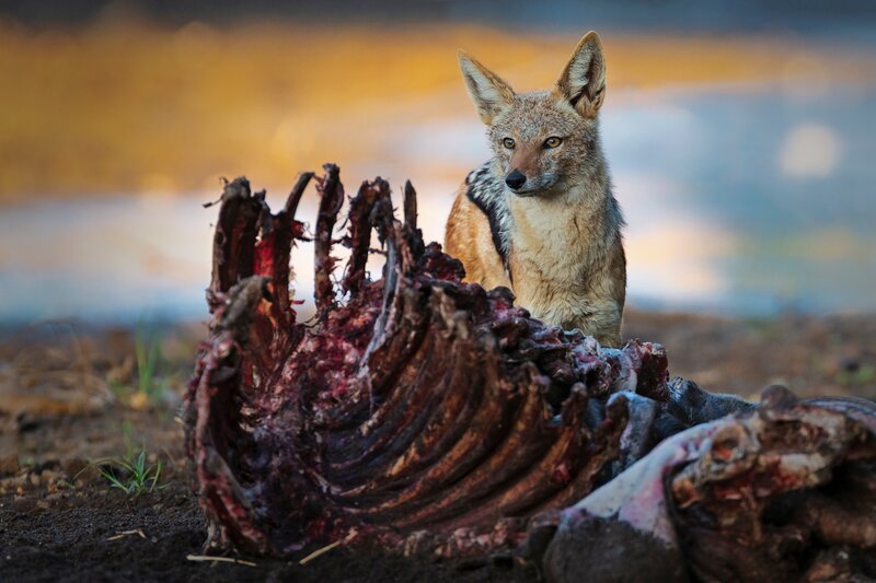 Schabrackenschakal vor Kadaver – Bild: Terra Mater Studios /​ Red Rock Films Int. /​ Wild Web Africa /​ Wim Vorster