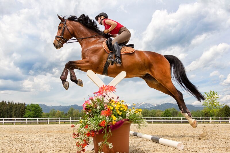 Trakehner und ihre Reiter investieren viel Zeit und Mühe in das Training und in die Turniervorbereitung. – Bild: Servus TV