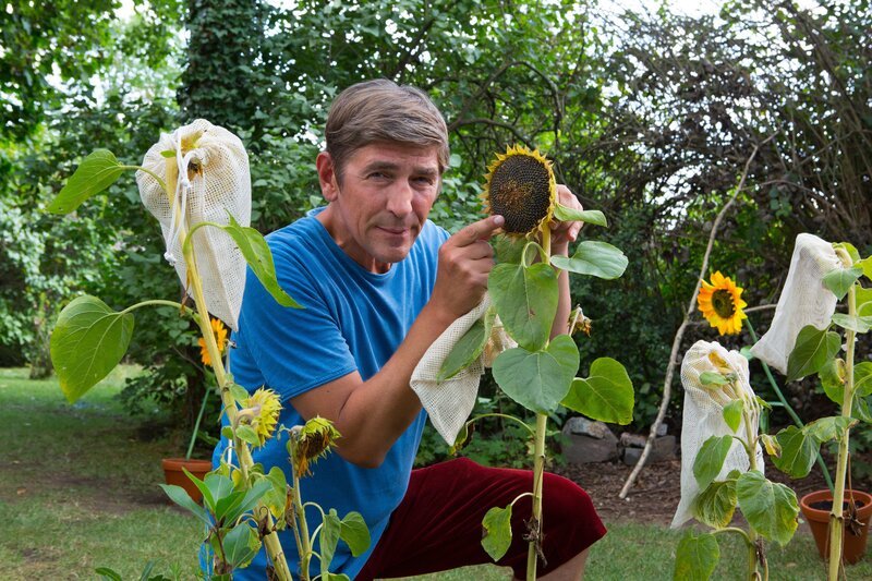 Fritz (Guido Hammesfahr) weiß: Sonnenblumen sehen nicht nur schön aus; mit ihren Kernen lässt sich auch eine ganze Menge anfangen – Bild: ZDF und Zia Ziarno