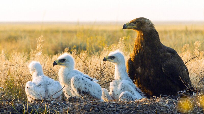 Steppenadler mit Jungvögeln. – Bild: NDR/​ALTAYFILM