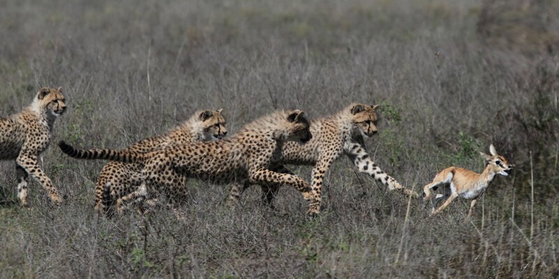 Geparden bei der Jagd in der Serengeti. – Bild: BR/​Udo A. Zimmermann