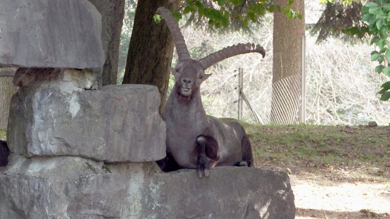 Steinbock, – Bild: ORF/ORF-V Steinbock, – Bild: ORF/ORF-V