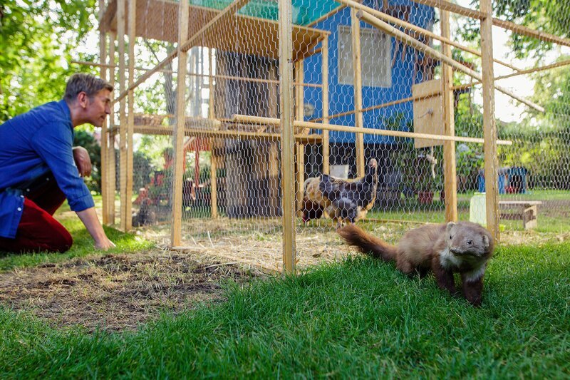 Fritz Fuchs (Guido Hammesfahr) zählt seine Hühner durch. Dass sich ein Marder wegschleicht, bemerkt er dabei nicht. – Bild: ZDF und Andrea Hansen Fotografie