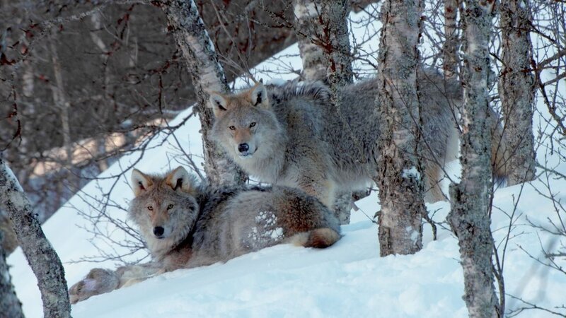 Wölfe stehen zwischen Bäumen im Schnee. – Bild: Off the Fence