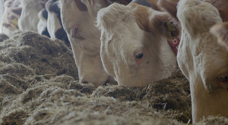 Kühe fressen im Stall – Ein Futtermix aus Gras- und Maissilage ermöglicht hohe Milcherträge pro Kuh. – Bild: Terra Mater /​ Heiko De Groot