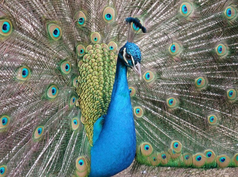 Ein eitles Tier: Der Pfau. Heute bekommen die Tiere Ringe. Aber nicht als Steigerung ihrer Schönheit, sondern als tierischen Personalausweis. – Bild: hr-fernsehen