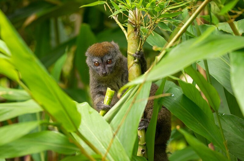 Die in Madagaskar einheimischen Lemuren sind seit der Ankunft der Kolonialisten im 19. Jahrhundert vom Aussterben bedroht. – Bild: ARTE F /​ Elephant Doc