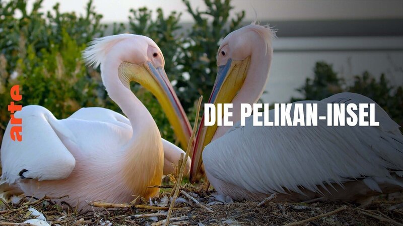 – Bild: Arte – Bild: Arte