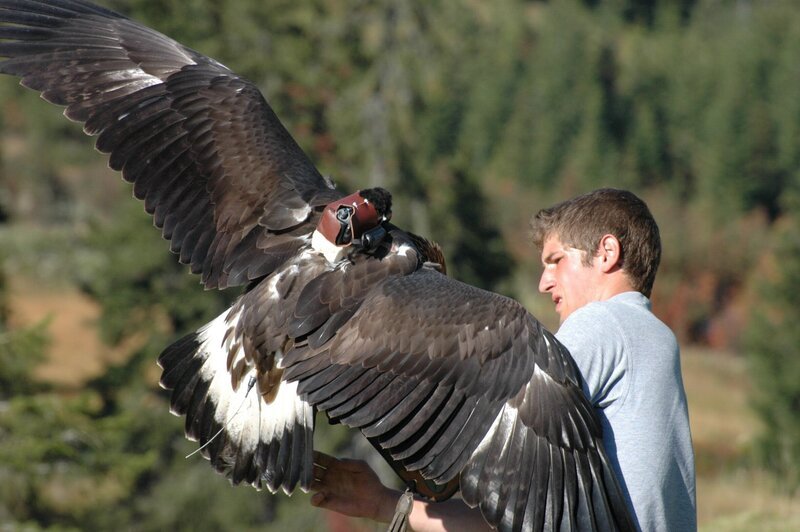 Steinadler Sky auf dem Weg zum Startplatz mit der Kamera auf dem Rücken. – Bild: BR/​Otto Leiner