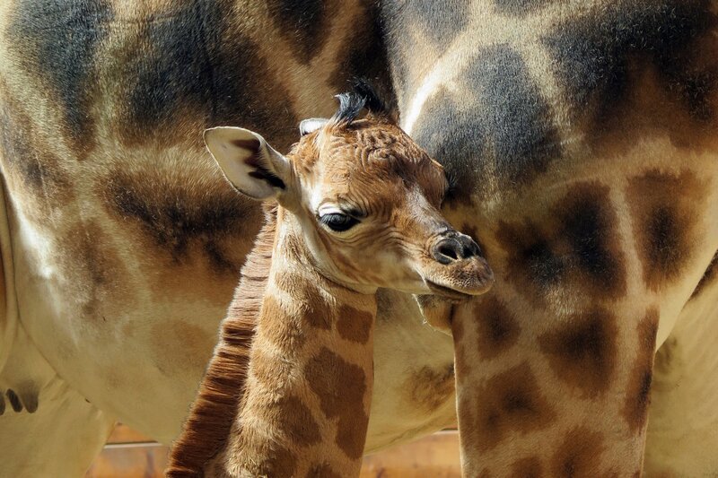 Giraffenbaby Kabale, aus dem Kronberger Opel-Zoo. – Bild: HR/​Antje Mergel