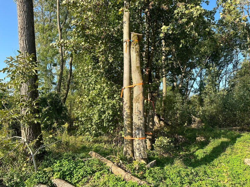 Nur wenige Baumarten bestehen, wenn sie regelmäßig in Überflutungsgebieten wie den Flussauen unter Wasser stehen. Deswegen müssen einige Bäume bei Renaturierungsarbeiten weichen. In Ingolstadt haben sich die Verantwortlichen etwas einfallen lassen. Um Fledermaus- und Insektenhöhlen im Altbestand zu retten, haben sie Stämme der gefällten Bäume an Stämme von Bäumen befestig, die hier stehen bleiben sollen. Ein Beitrag für den Artenschutz. – Bild: Torsten Mehltretter, Mehltretter /​ ZDF