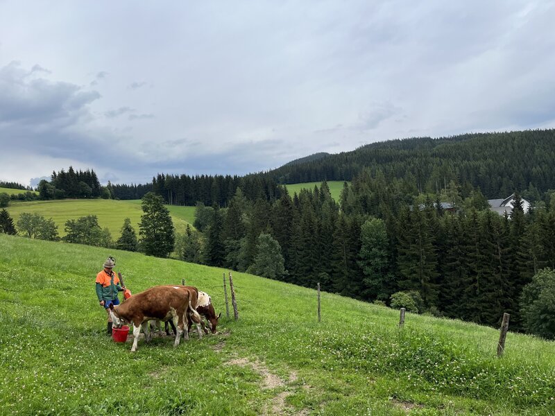 Die Bäuerin Lueger auf der Kuhweide. – Bild: RANFILM TV & Film Production GmbH