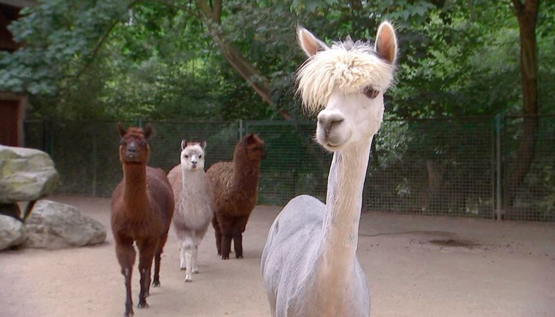 Im Frankfurter Zoo bekommt jedes Alpaka seine individuelle Schur. – Bild: HR