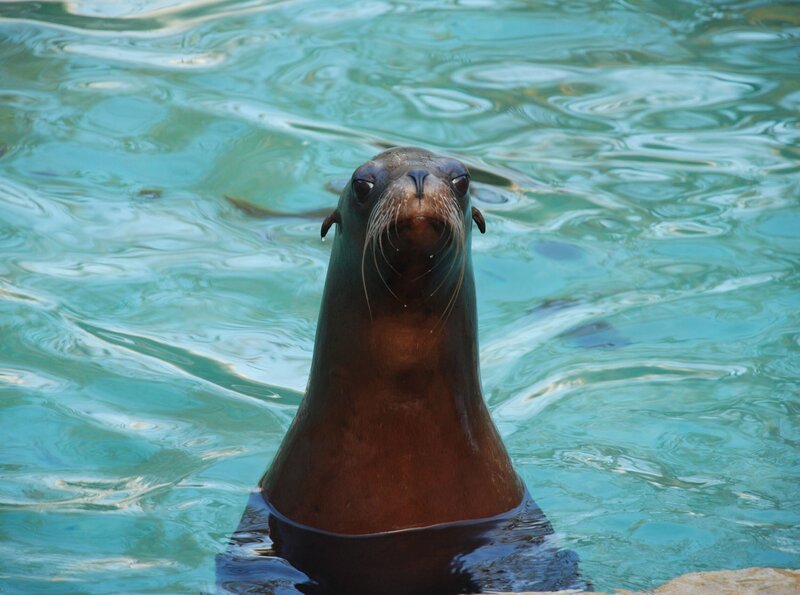 Mit dem Löwen hat ein Seelöwe wenig gemein. Von der Lernfähigkeit her sind sie trotzdem die Könige der Wasserwelt. – Bild: BR/​SWR/​Frieder Bundt