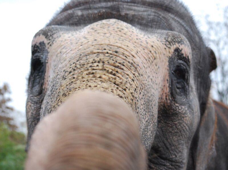 Geschickter Rüssler. Auch die schwersten Tiere der Wilhelma wollen beschäftigt werden. Dabei sind sie oft raffinierter, als die Pfleger denken … – Bild: BR/​SWR/​Frieder Bundt