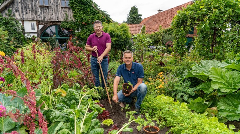 Nach Versmold geht die zweite Gartenreise. Hier beackern Klaus Wagenhuber (r) und Jan Leßmeier (l) ihr Paradies. Der 1,5 Hektar große Landhausgarten gehört zu den schönsten Deutschlands und das Anwesen wird in der Liste der Kulturlandschaft prägenden Hofstellen Ostwestfalens geführt. Im klassisch westfälischen Bauerngarten wachsen Sommerblumen aus Großmutters Zeiten und so viel Gemüse, dass die Naturfreunde fast Selbstversorger sind. – Bild: WDR/​Max Kohr