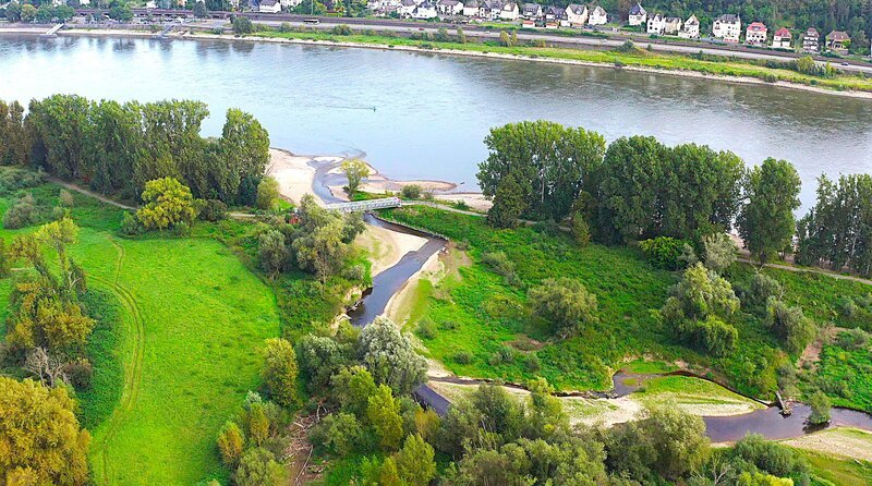 Das Mündungsgebiet der Ahr steht unter Naturschutz. Als einzige von 42 Nebenflüssen des Rheins fließt nur die Ahr in ihrem Mündungsgebiet in einem selbst geschaffenen Bett. Durch freies unbeeinflusstes Mäandrieren, ständiges Umlagern der Sand- und Kiesmassen ist dieses Gebiet auch heute noch einem ständigen Wandel unterworfen. – Bild: WDR/​Wildlife Documentary Filmproduktion/​Rolf Möltgen