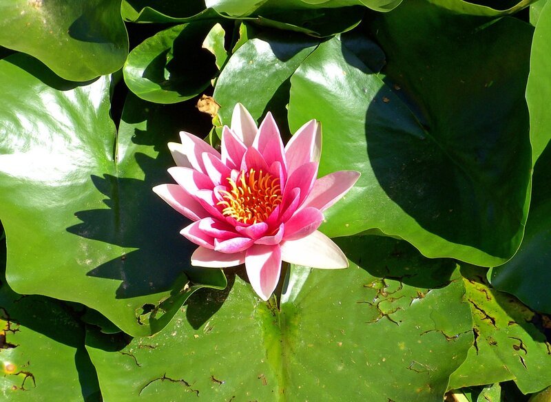Die Seerose hat etwas Mystisches, Geheimnisvolles und ist zugleich unumstritten eine Schönheit in unseren Seen und Teichen. Wilde Seerosen sind vom Aussterben bedroht, aber diverse Zuchtformen besiedeln auch unsere Gartenteiche. – Bild: BR/​Natasha-I. Heuse