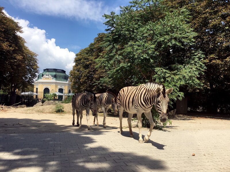 Zebras. – Bild: ORF III