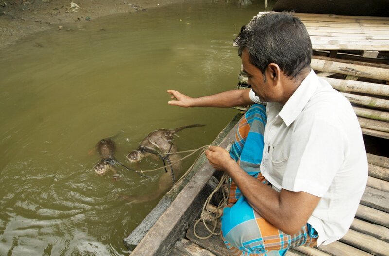 Voven Biswash lebt und arbeitet in einem Mangrovendelta in Bangladesch. Die Otter sind seine treuen Begleiter und unverzichtbare Jagdpartner. – Bild: Valentin Giebel