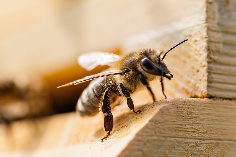 Biene. – Bild: ORF III Biene. – Bild: ORF III