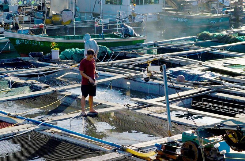 Die Tanka auf der chinesischen Insel Hainan müssen neben der Fischerei auch selbst Fische züchten, um genug Geld zu verdienen. Doch die immer schlechter werdende Wasserqualität bereitet ihnen zunehmend Schwierigkeiten. – Bild: Mike Yongxi Mai