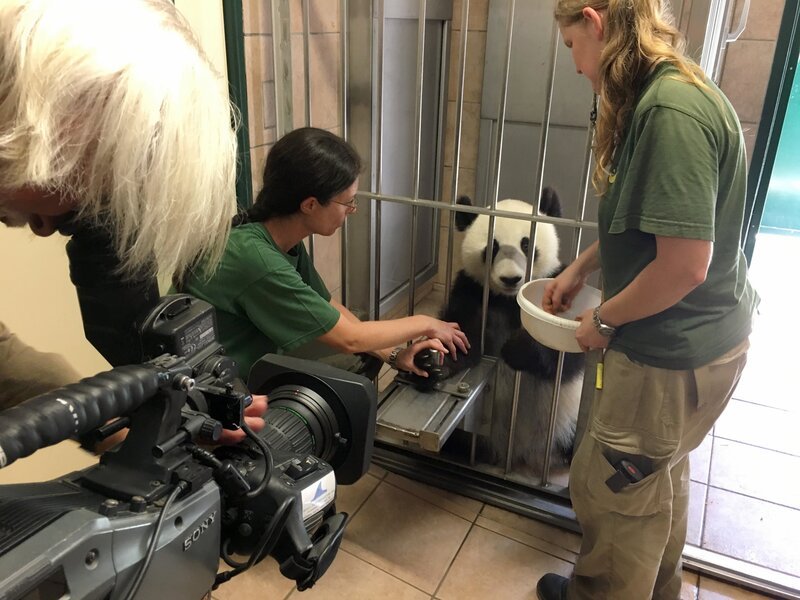 Erich Pröll bei den Pandas. – Bild: Barbara Feldmann /​ ORF /​ Erich Pröll