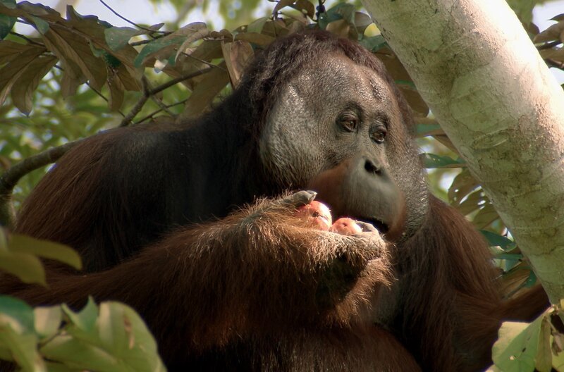 Borneo ist Heimat der vom Aussterben bedrohten Orang-Utans. – Bild: Längengrad Filmproduktion