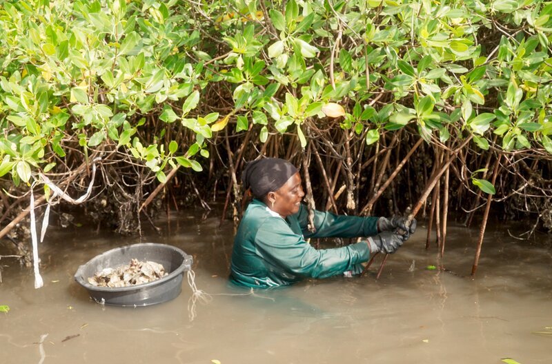 Die Gezeiten sind der Taktgeber für die Muschelsammlerinnen in Senegal: Sie haben bei Ebbe nur wenige Stunden Zeit, um die freiliegenden Austern zu ernten. – Bild: Jurek Wieben