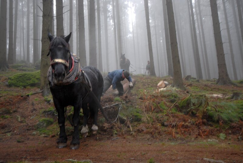 Pepi Reingruber und Stefan Denkmayer aus dem oberen Mühlviertel. Sie sprechen mit ihren Pferden, wenn sie schwere Baumstämme aus den unwegsamen Waldgebieten ziehen (rucken). Die echten Pferdeflüsterer, die mit Pferden sprechen. – Bild: ORF III