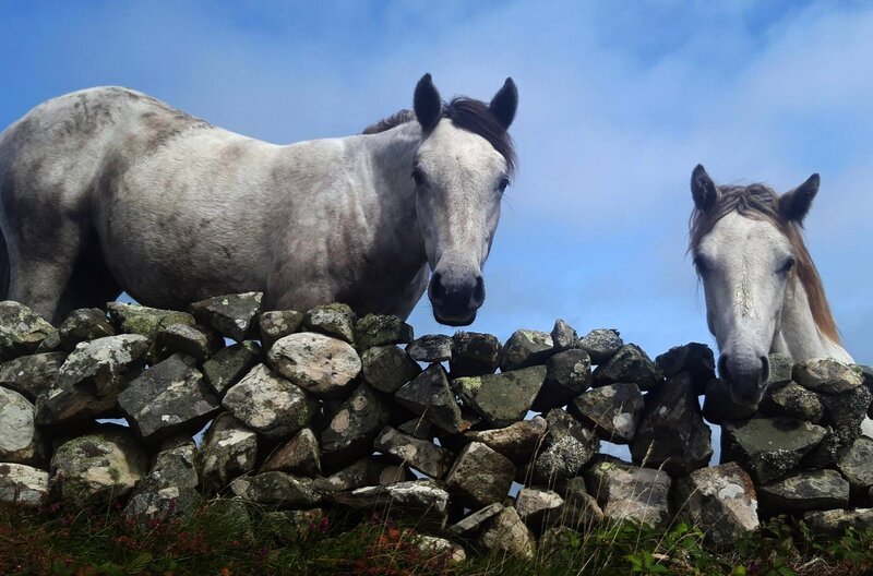 Connemara-Ponys – mit ihnen fühlen sich die Iren eng verbunden. – Bild: MedienKontor/​Marie-Laure Daguenel