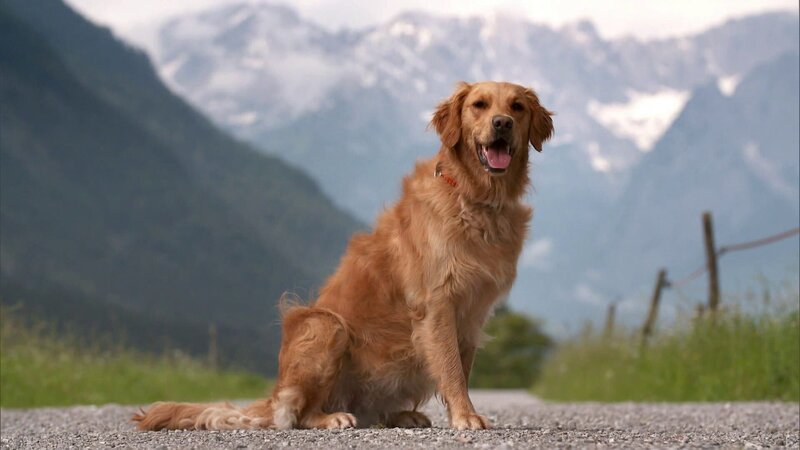 Wie ein Hund zum Lawinenhund ausgebildet wird und warum Vertrauen dabei so wichtig ist, zeigen die elefantastischen Geschichten für Kinder von 3⁠–⁠6 Jahren. – Bild: WDR/​Die Sendung mit dem Elefanten