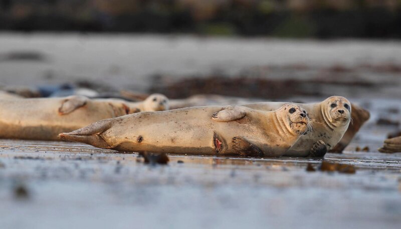 Auf der Düne in Helgoland werden immer wieder Seehunde mit tiefen Fleischwunden beobachtet. – Bild: NDR/JOKER PICTURES GmbH Auf der Düne in Helgoland werden immer wieder Seehunde mit tiefen Fleischwunden beobachtet. – Bild: NDR/JOKER PICTURES GmbH