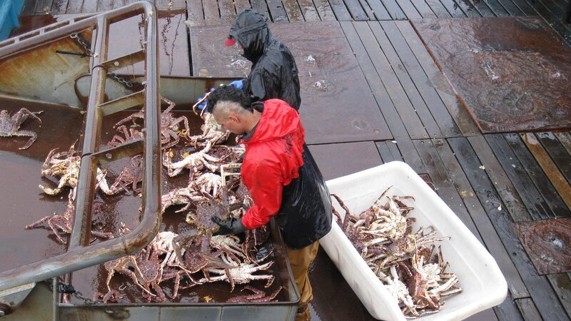 Action on the Cornelia Marie. Deckhands Jake Harris and Freddy Maugatai. – Bild: Discovery