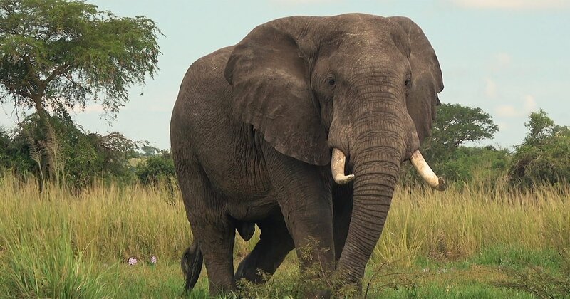 Noch immer machen Wilderer Jagd auf Elefanten wegen ihrer wertvollen Stoßzähne. – Bild: ZDF und Allan Gichigi