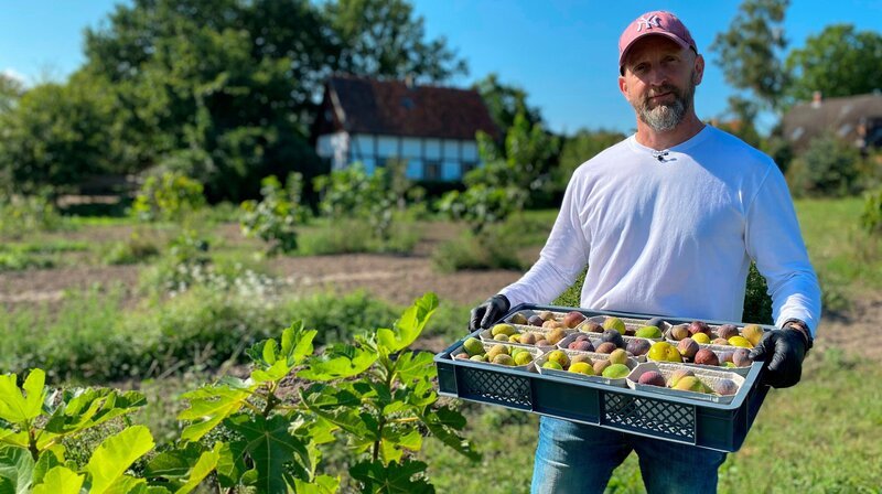 Roland Kempf aus Ahlten bei Hannover ist der Erste, der in Norddeutschland erwerbsmäßig Feigen anbaut. In diesem Jahr erntet er bis zu 50 Kilo der sonnenverwöhnten Früchte am Tag. – Bild: NDR/Katrin Heineking Roland Kempf aus Ahlten bei Hannover ist der Erste, der in Norddeutschland erwerbsmäßig Feigen anbaut. In diesem Jahr erntet er bis zu 50 Kilo der sonnenverwöhnten Früchte am Tag. – Bild: NDR/Katrin Heineking