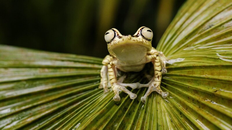 Der Goldnugget-Frosch kommt nur in Kolumbien und Ecuador vor. – Bild: SRF/​Längengrad Filmproduktion