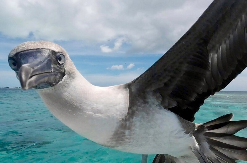 Ein Rotfußtölpel im Flug über der Lagune des Kiribati. – Bild: ThoRa Film Thomas Radler