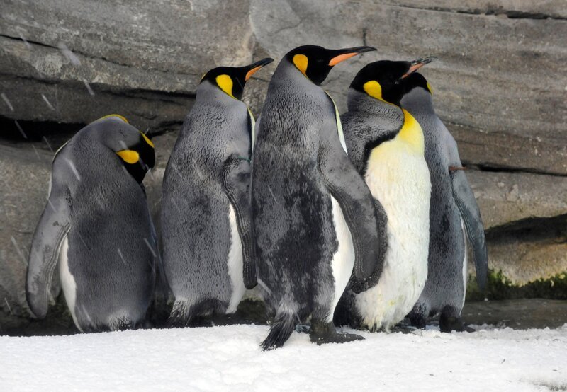 Rudel Königspinguine im Berliner Zoo. – Bild: rbb/​Thomas Ernst