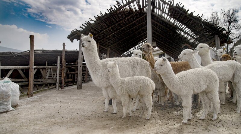 Alpakas liefern feinste Wolle und sind gut an das Leben in Höhenlagen angepasst. – Bild: NDR/Alejandro Bernal Rueda Alpakas liefern feinste Wolle und sind gut an das Leben in Höhenlagen angepasst. – Bild: NDR/Alejandro Bernal Rueda