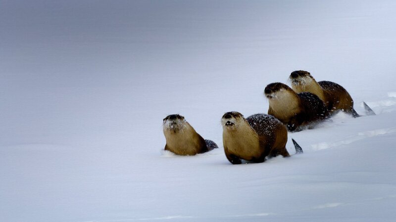 Eine Flussotterfamilie „rodelt“ im Tiefschnee im Yellowstone-Nationalpark. – Bild: Universal/​NBC/​BBC Studios /​ ORF