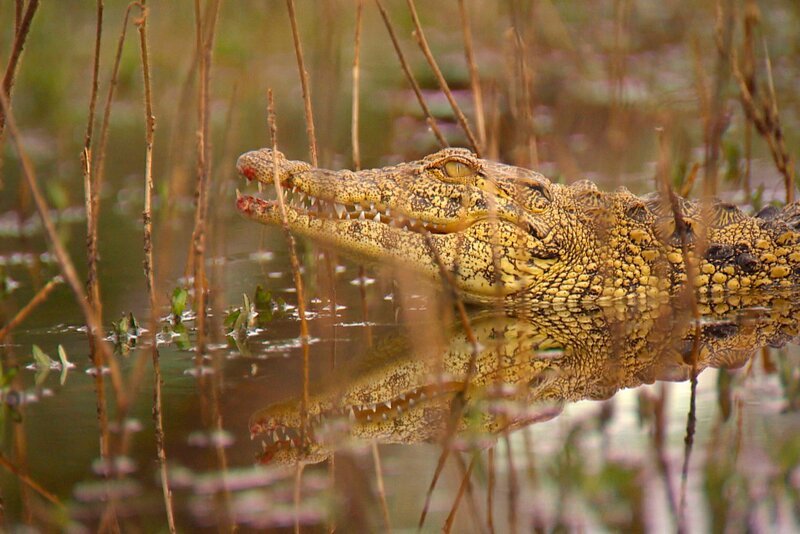 Ein junges Krokodil ist auf Tierrettungsstation „Harnas“ am Rand der afrikanischen Kalahari-Wüste ausgebüchst. Volontär Morizt muss es einfangen. – Bild: SWR/​Michael Lange