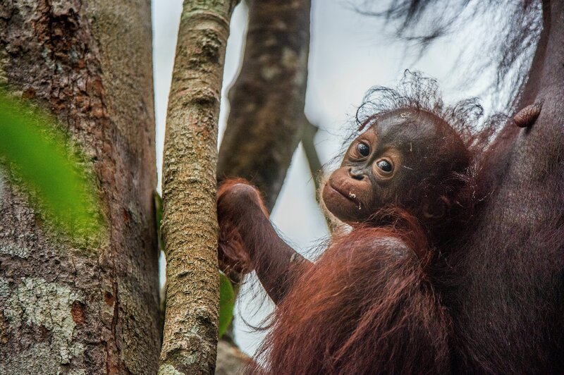 Baby orangutan (Pongo pygmaeus) in the wild nature. Natural habitat in Rainforest of Island Borneo. Indonesia. – Bild: URIADNIKOV SERGEI /​ URIADNIKOV SERGEI